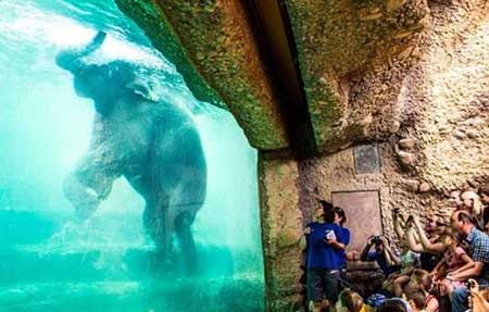 عکسهای جالب,تصاویر جالب,حمام کردن فیل